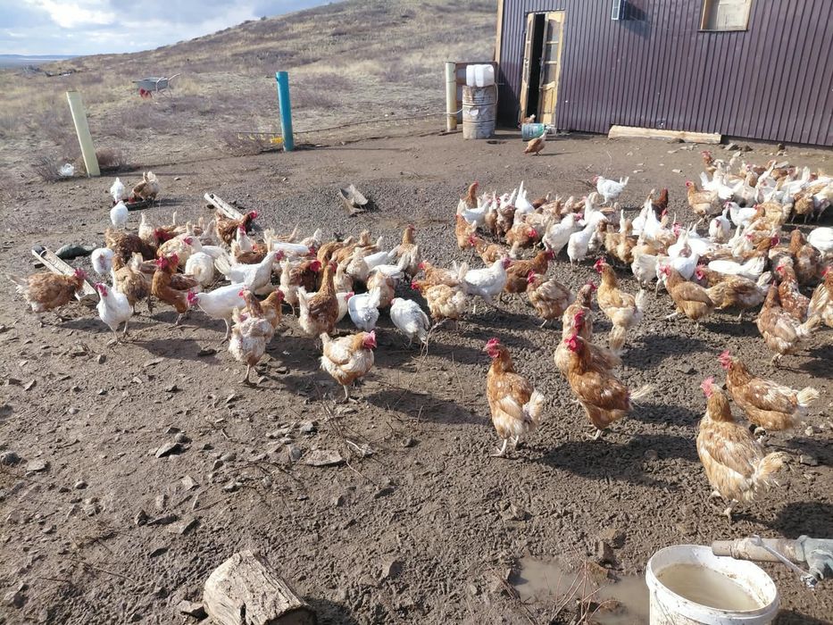 Продам несушек на выбор