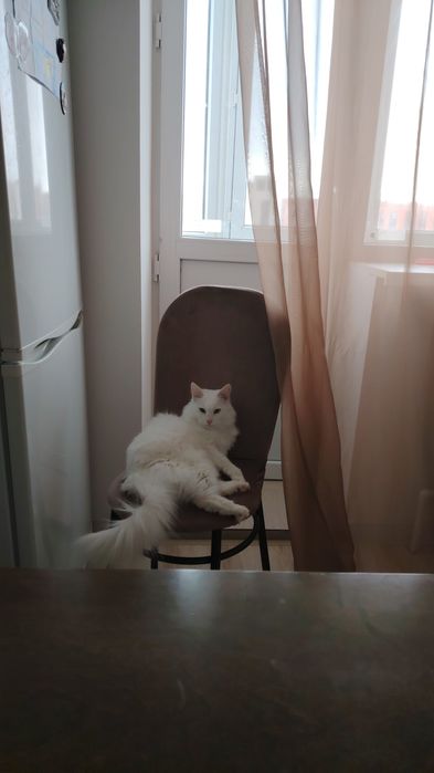 Ищу добрые руки для кошечки
