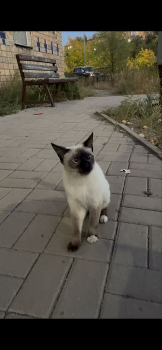 котенок бесплатно