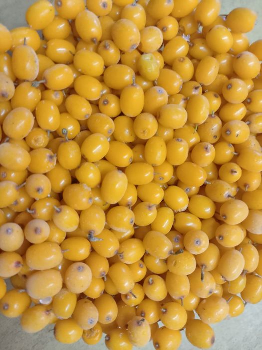 Облепиха  садовая