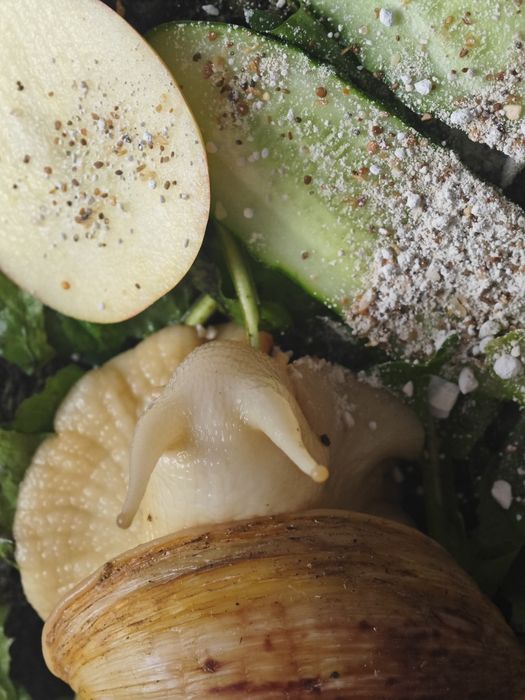 Улитки Ахатины Альбино