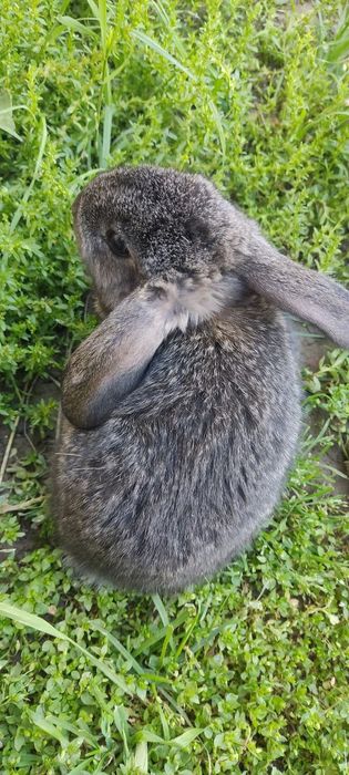 Кролики 1 месяц.quyonchalar 1 oylik