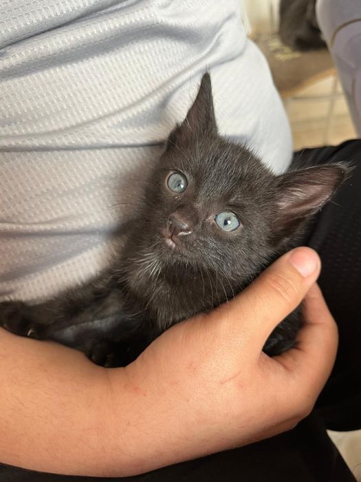 Отдам в добрые руки.