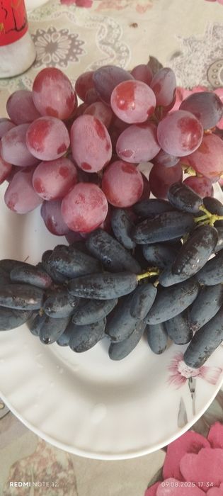 Аватар ломбаржини хелоун маникюр фингер шайн муска мое сердца ва бошка