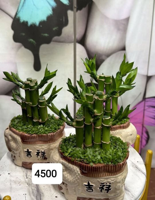 Комнатные растение