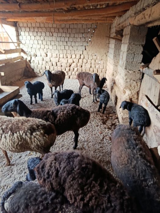 ona bola qoylar zotdor