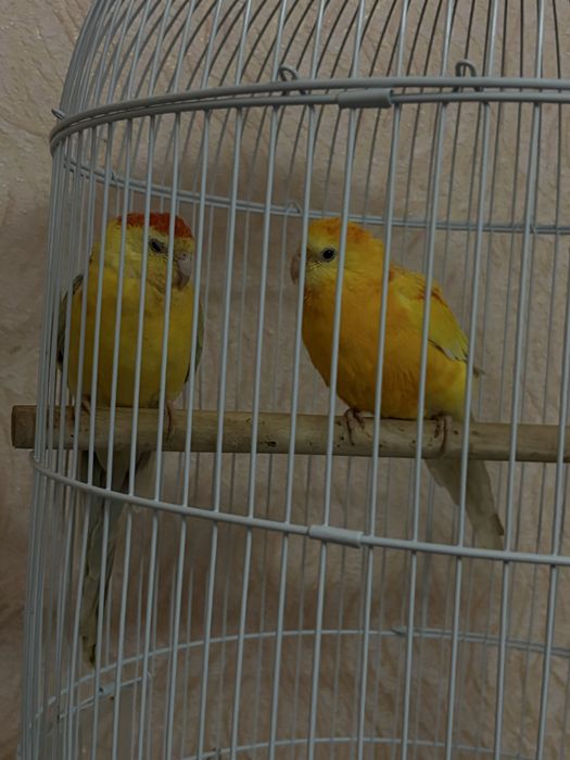 Певчий попугай идеал