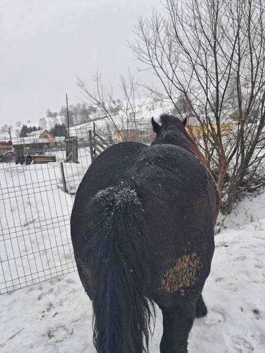 Mânz de vanzare iese de 2 ani la primăvară
