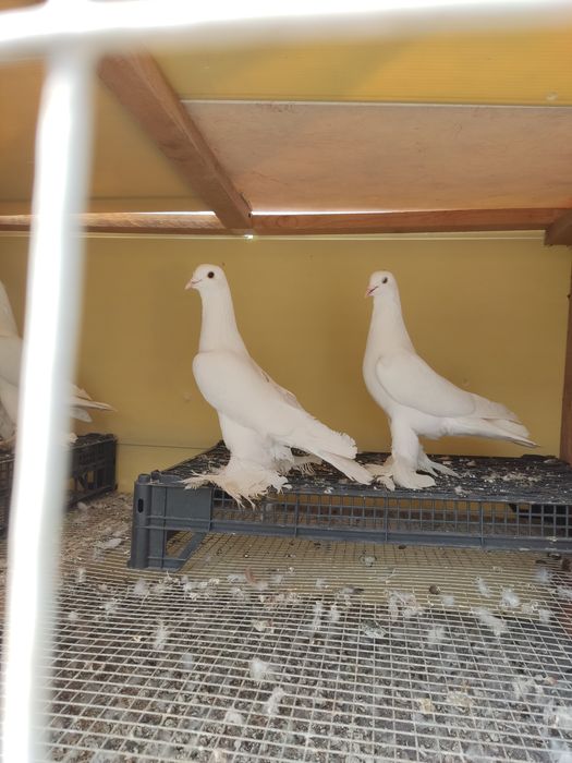 Продам голубей Тебриз