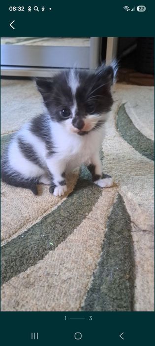 Котята даром бесплатно