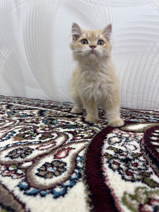 Britanskaya catt