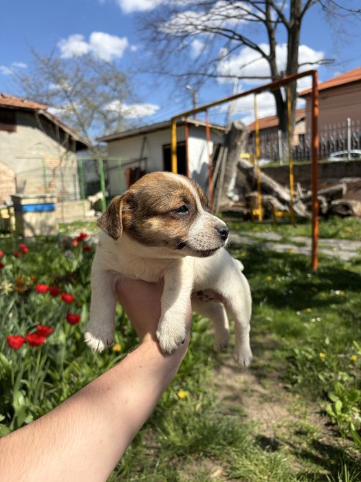 Джак ръсел териер