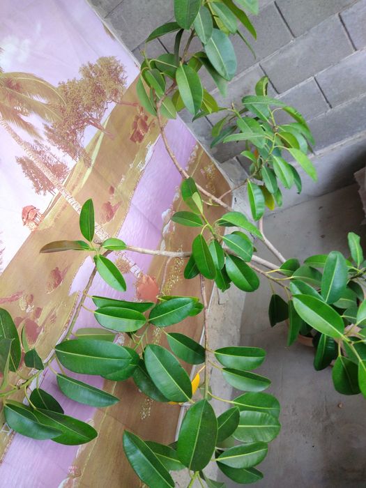 Домашний цветок ФИКУС