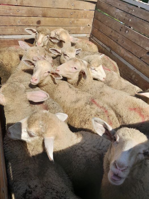 Продавам  агнета