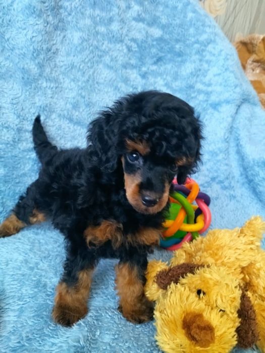 Малыши той пуделя