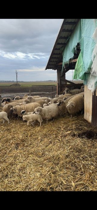 Disponibil  oi  si  oi  cu miei