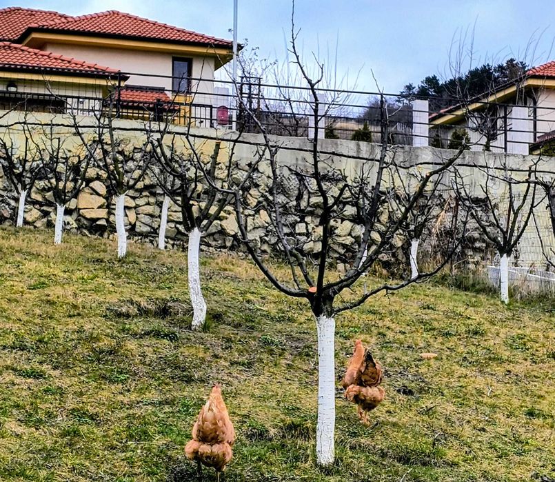 Curățarea/ tăierea/ toaletarea pomilor fructiferi