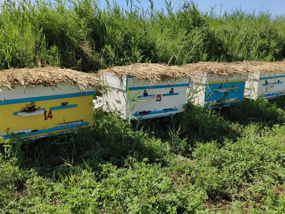 Продам пчеловодческих пчёл!