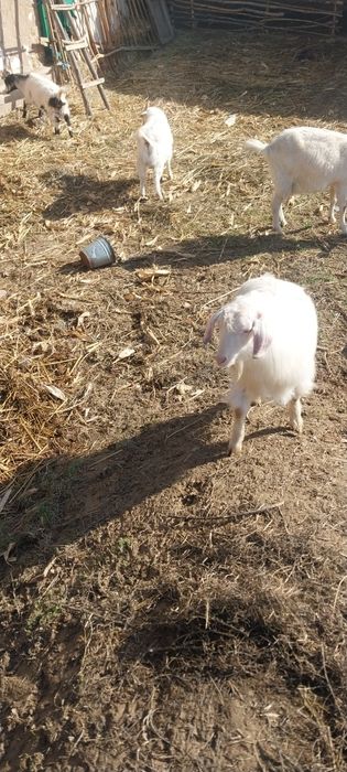 Zodor echkilar sotiladi