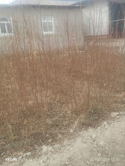 Zaldori oʻrik nihollari sotiladi