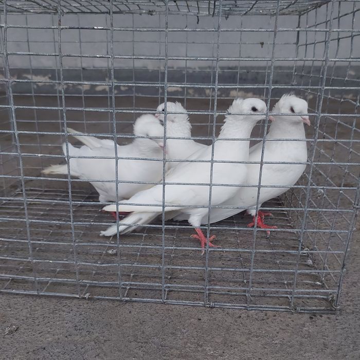 Бели чубати бровястые 2пара