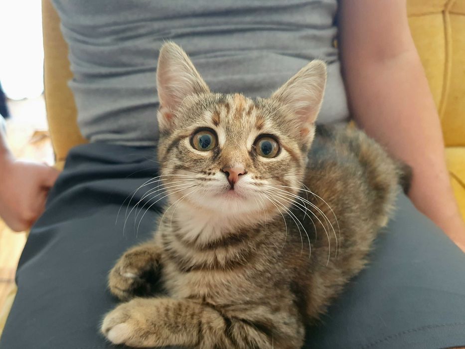Коте Кая на 2 месеца търси дом