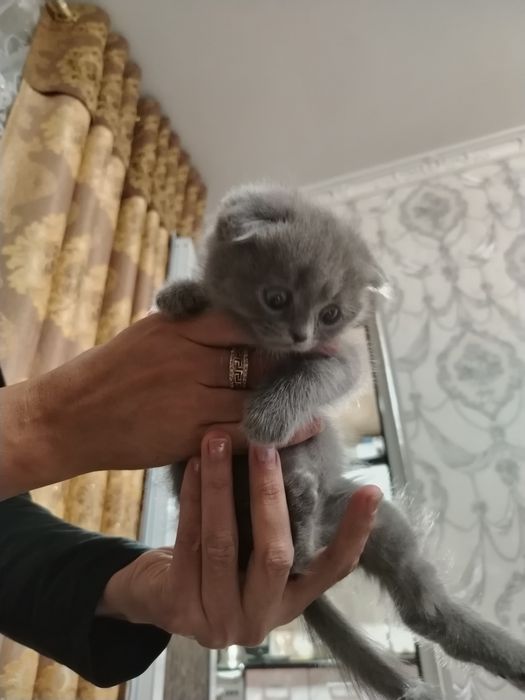 Мушук боласи сотилади