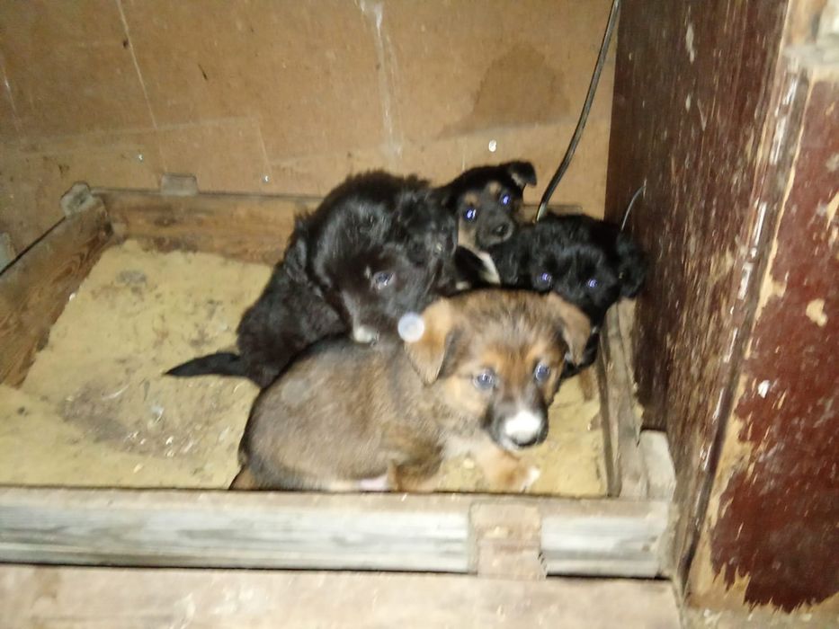 Милые щенята, звоночки,мальчики.