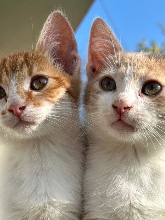 Ofer spre adoptie catei (talie medie/mare) + 2 pisicute (motanei)