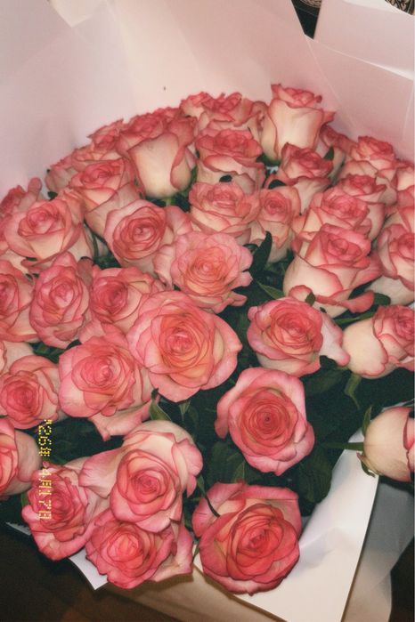 Гул роза 51шт!!!