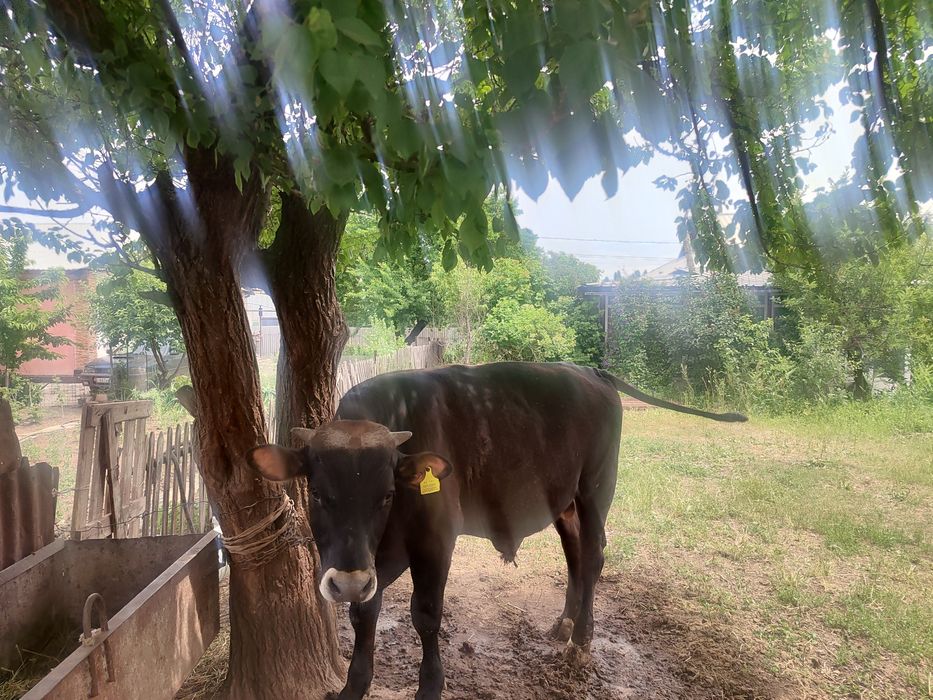 Продам участок и дом