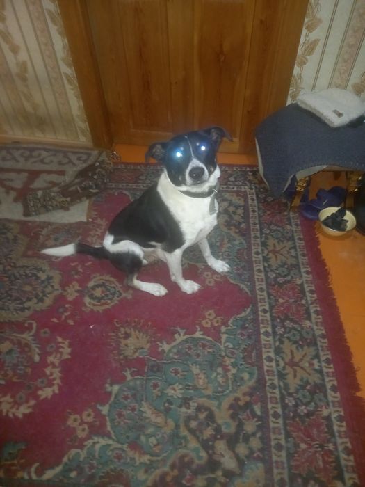 Отдам в добрые руки собаку