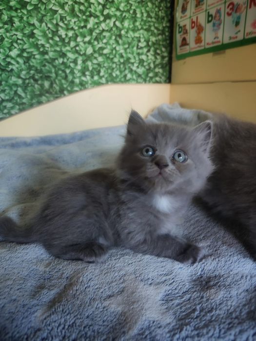 Продам котят бринтацев