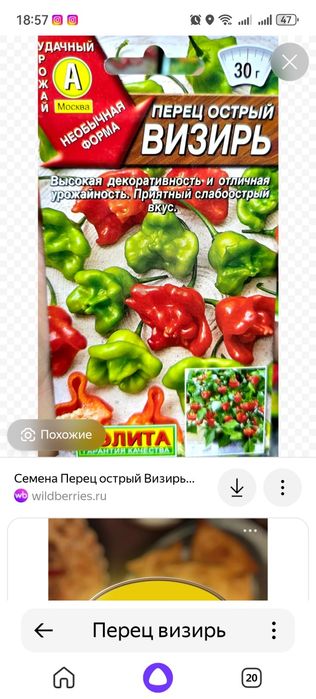 Рассада горького перца, сорт визирь