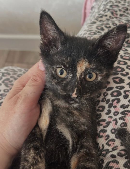 кошечка ищет дом!