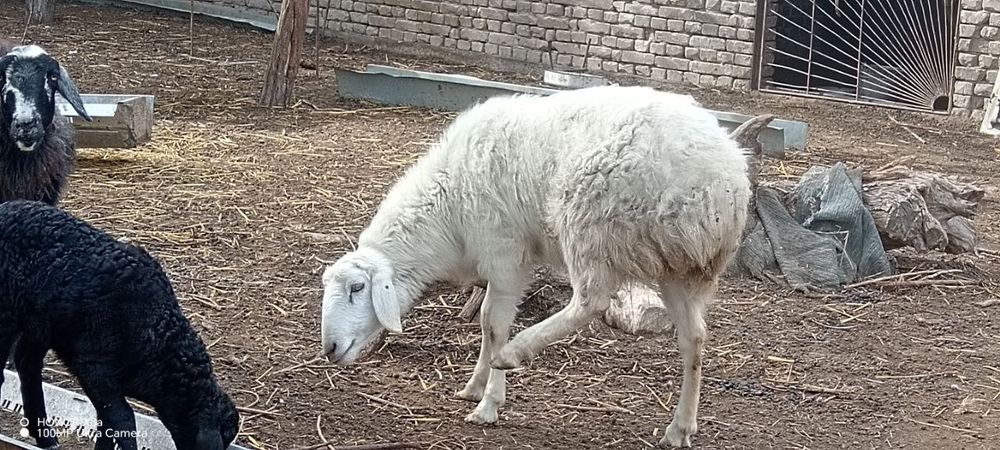 Койлар сатылады 4 млн, азгантай пайгазы бар, домашний