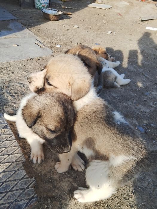 Отдаём щенков в добрые руки:)