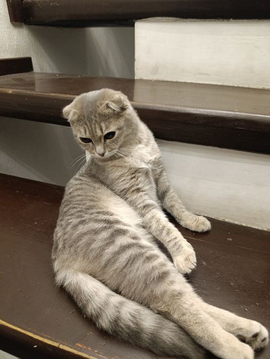 Кошка вислоухие девочка
