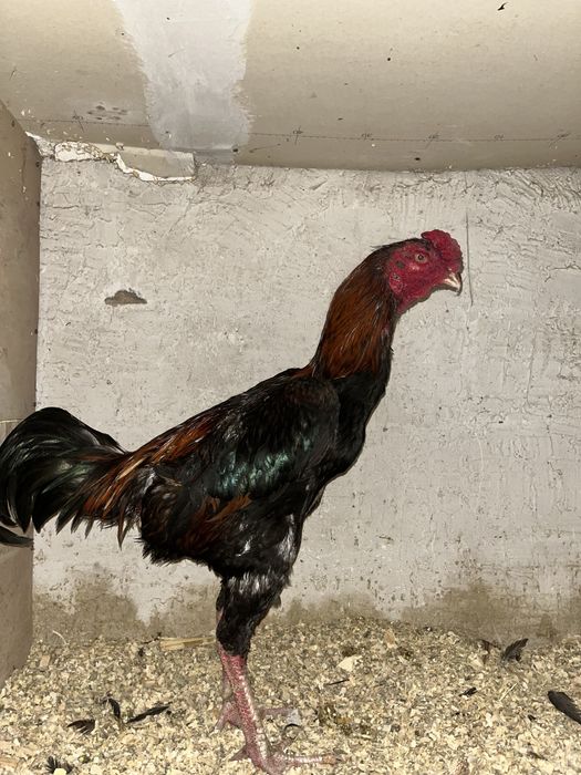 Чолпан микс попугай