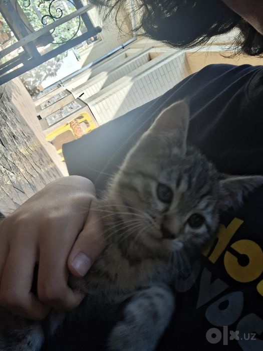 Котёнок без породы. Девочка.
