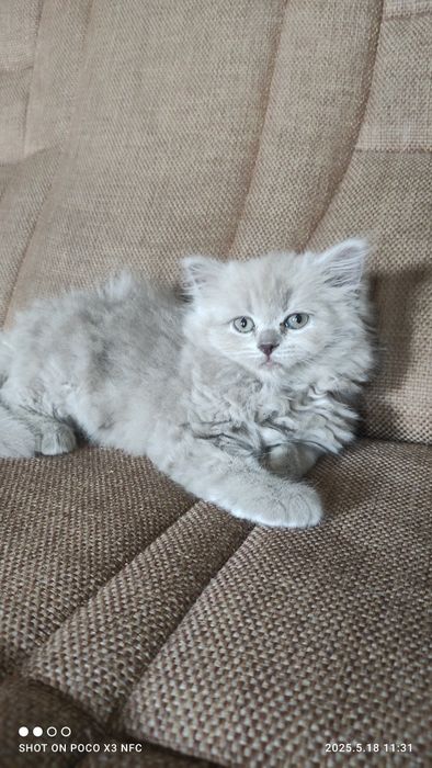 Ищу кошку скотиш страйт