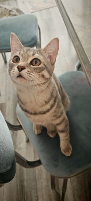 Кот. Очень ласковый.