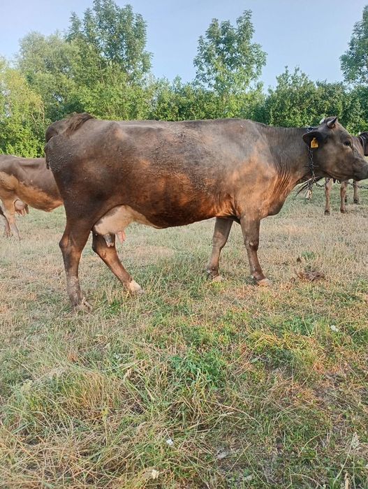 Vand jiuninca la prima fatare fatata recent