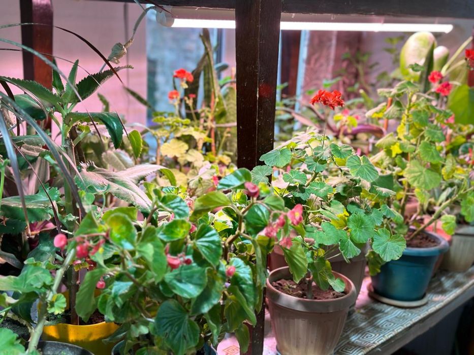 Продам комнатные цветы