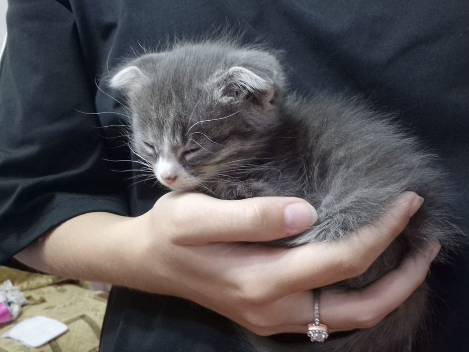 Отдам в добрые руки