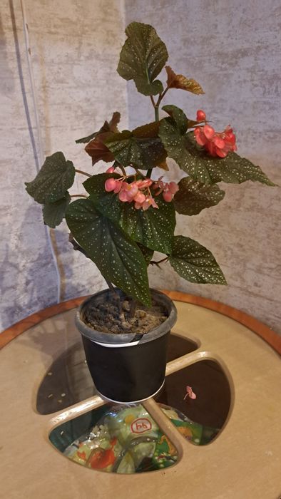 Комнатные  цветы