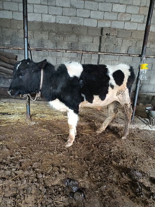 Тоқал буқа сатылады