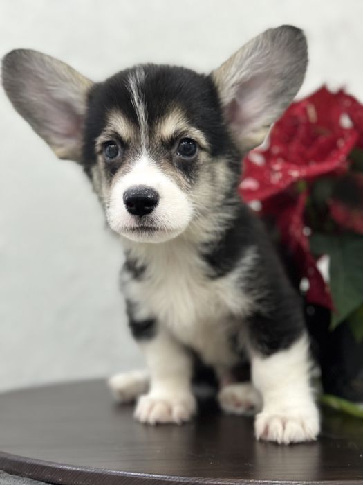 Малыши вельш корги