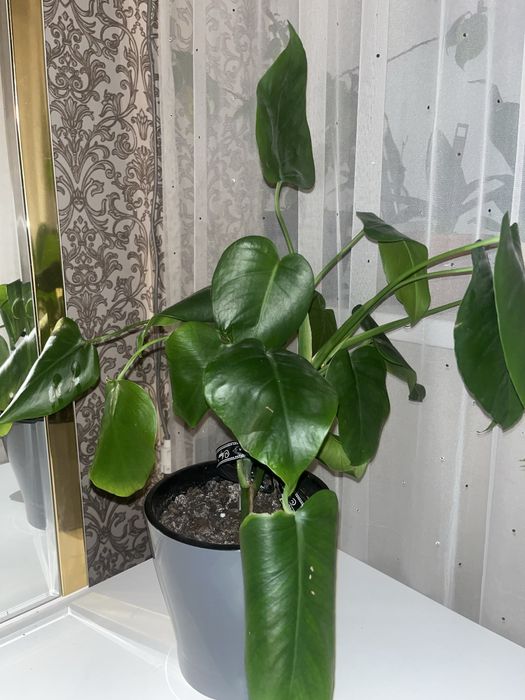 Цветы в горшках продаються