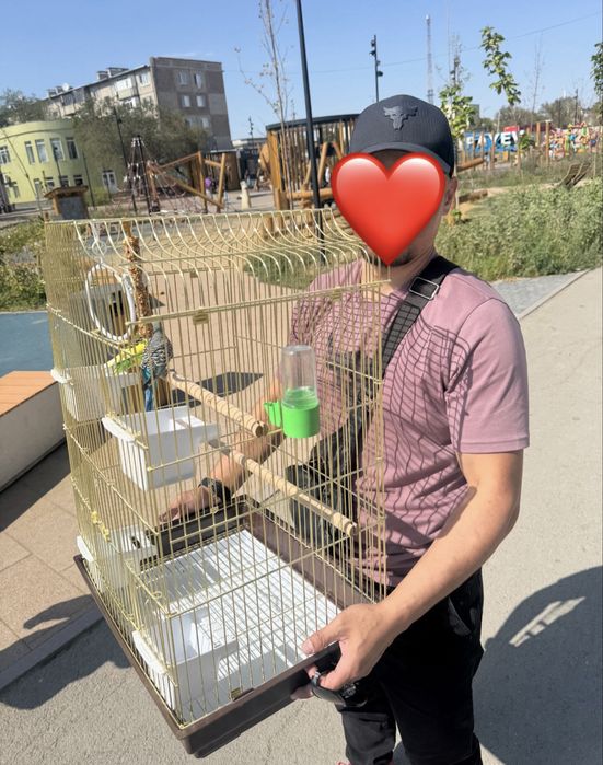 Попугай волнистый